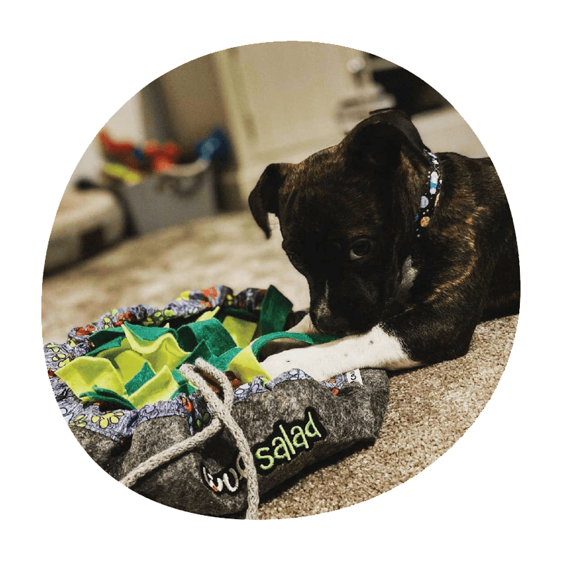 How To Keep Your Dog Busy? wufwuf