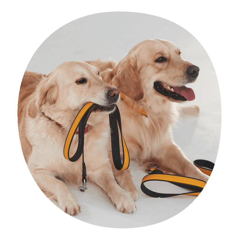 How To Keep Your Dog Busy? wufwuf